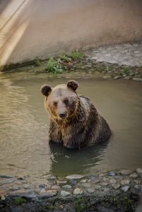 brown-bear-soaking-on-body-of-water by .