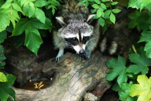 gray-and-black-raccoon-on-tree-log by .