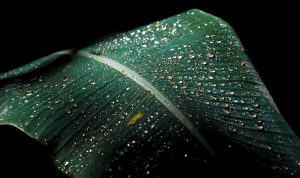 green-banana-leaf-with-water-droplets by .