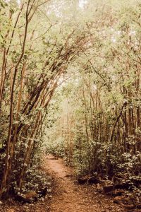 pathway-surrounded-with-tall-and-green-trees-durin by .